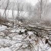Уничтожение деревьев, растительности, среды обитания птиц на территории ООПТ Природный парк Долина реки Грачевка, г.Химки январь 2022 года