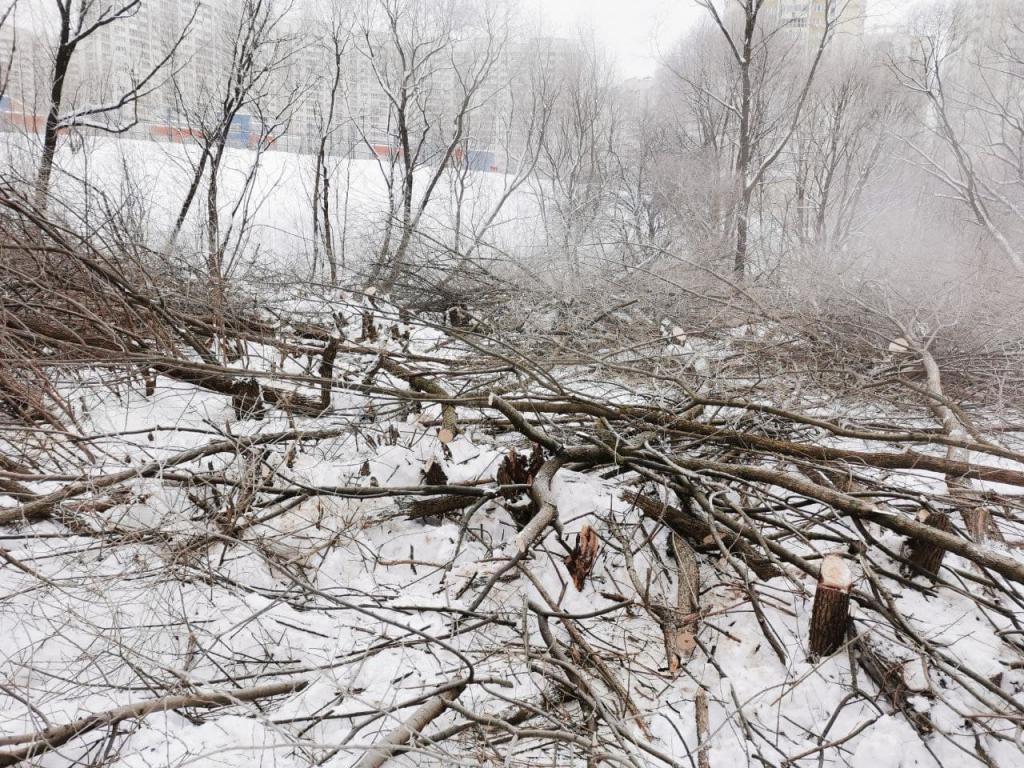 Защита объекта водного фонда. Вырубка деревьев в прибрежной зоне реки  Грачевка | iGrajdanin.ru