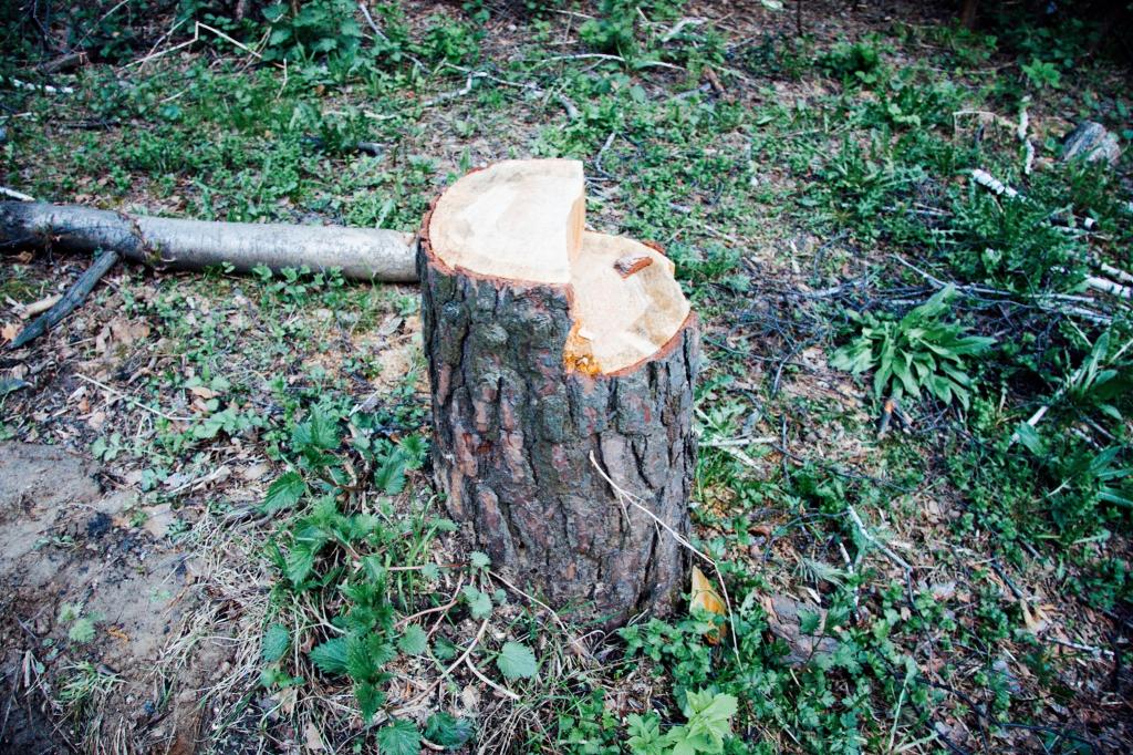 срезанное дерево. вырубка деревьев корни. вырубка пней. рубка деревьев. вырубка пней.