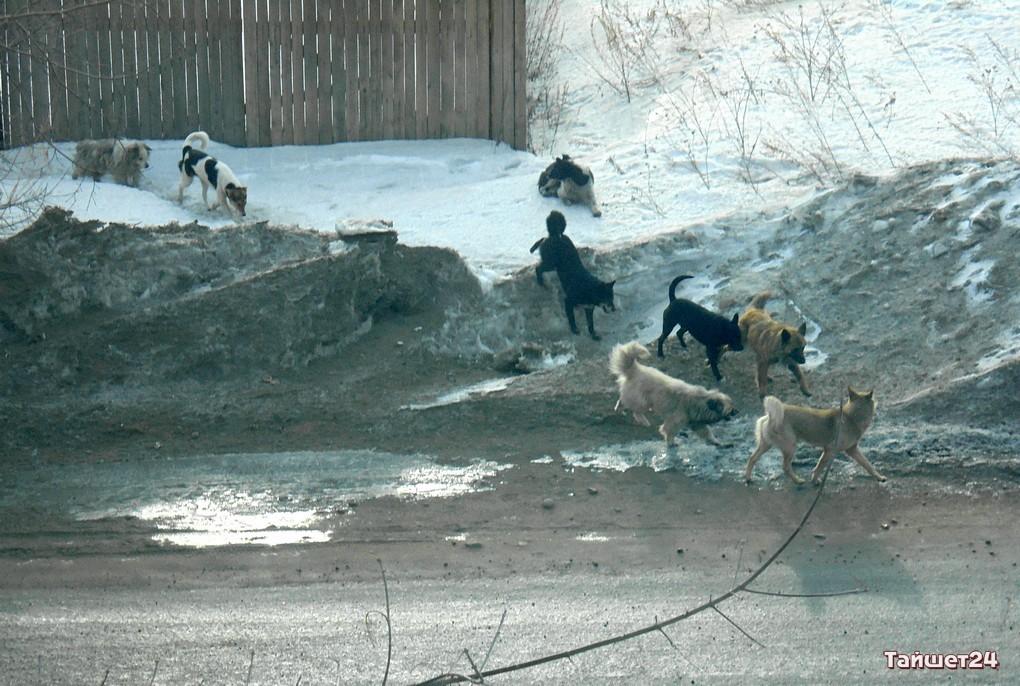 Отлов собак московская область. Бродячие собаки. Стая собак зимой. Бродячие собаки зимой.