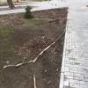 Упавший на моих глазах сук, чуть не зашиб девушку