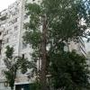 Тополь с ветками вверх далеко до окон!