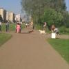 Выгул без поводка
