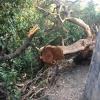 спилено старое дерево