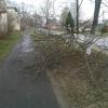 упавшее дерево на ул. Малышева